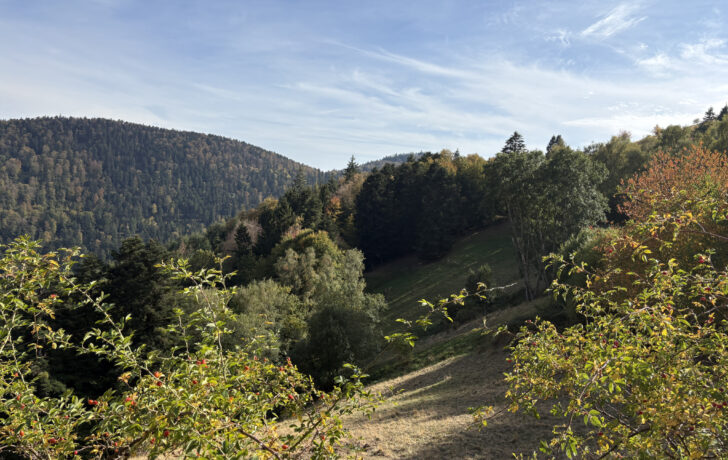 BATIMENT / FERME sur le massif vosgien